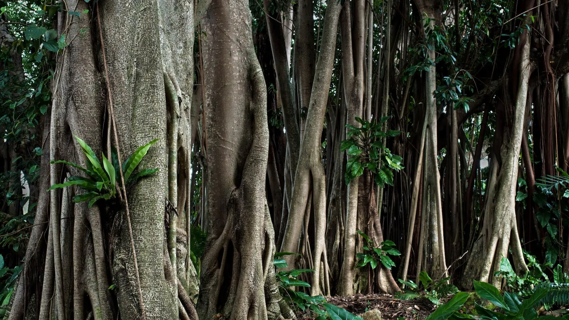 Rubber trees have a Banyan fig style of growth, with multiple roots forming multiple trunks over time.