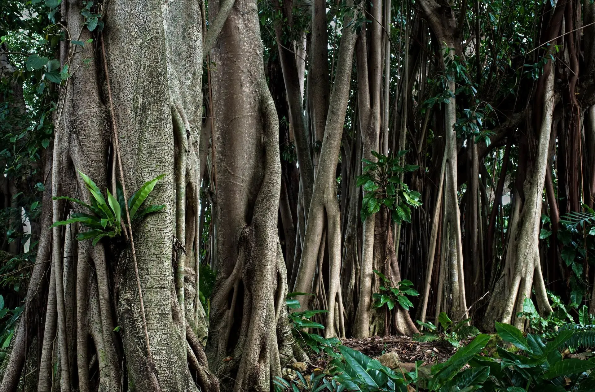 Rubber trees have a Banyan fig style of growth, with multiple roots forming multiple trunks over time.